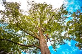 Reliable Brenham, TX Tree Care  Solutions