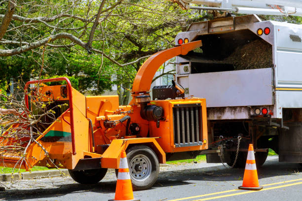 Best Tree Mulching  in Brenham, TX