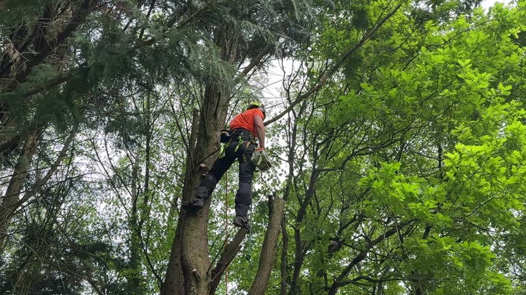 Best Root Management and Removal  in Brenham, TX