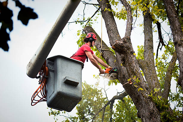 Best Tree Preservation Services  in Brenham, TX