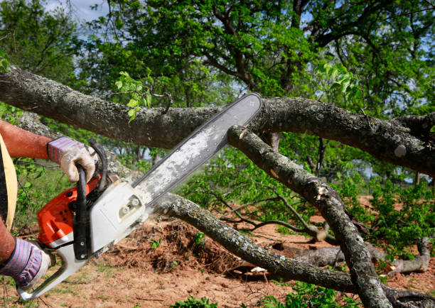 Best Firewood Processing and Delivery  in Brenham, TX